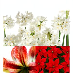 Amaryllis, Paperwhites and Poinsettias: Growing, Propagating and Reblooming Your Holiday Plants-0