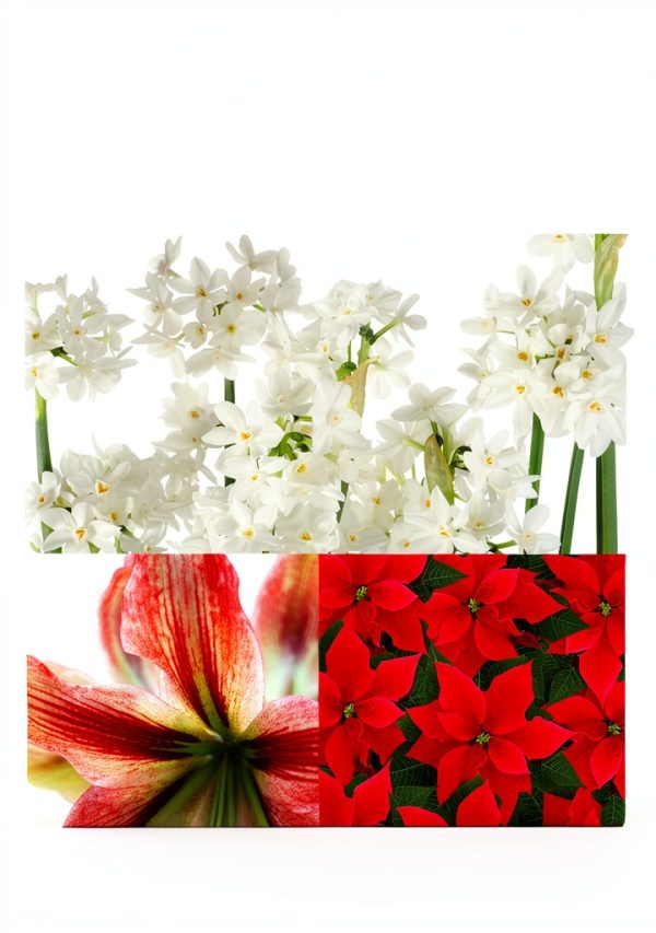 Amaryllis, Paperwhites and Poinsettias: Growing, Propagating and Reblooming Your Holiday Plants-0